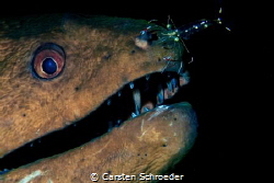 Moray with  cleaner by Carsten Schroeder 
